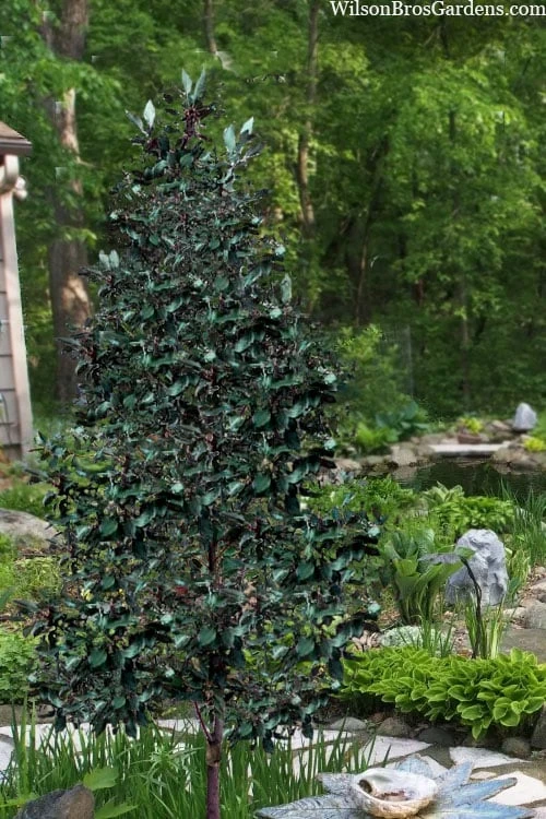 Scarlet Bells' Hong Kong Rose (Rhodoleia Henryi) - 3 Gallon Pot 11 Scarlet Bells' Hong Kong Rose (Rhodoleia Henryi) - 3 Gallon Pot - Image 11