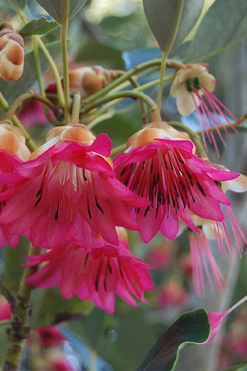 Scarlet Bells' Hong Kong Rose (Rhodoleia Henryi) - 3 Gallon Pot 9 Scarlet Bells' Hong Kong Rose (Rhodoleia Henryi) - 3 Gallon Pot - Image 9