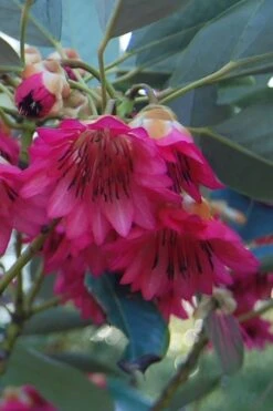 Scarlet Bells' Hong Kong Rose (Rhodoleia Henryi) - 3 Gallon Pot 18 Scarlet Bells' Hong Kong Rose (Rhodoleia Henryi) - 3 Gallon Pot -Healthy Plant Shop rhodoleia henryi scarlet bells hong kong rose 4