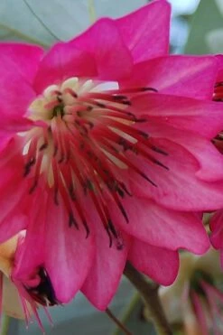 Scarlet Bells' Hong Kong Rose (Rhodoleia Henryi) - 3 Gallon Pot 16 Scarlet Bells' Hong Kong Rose (Rhodoleia Henryi) - 3 Gallon Pot -Healthy Plant Shop rhodoleia henryi scarlet bells hong kong rose 5