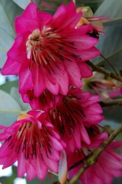 Scarlet Bells' Hong Kong Rose (Rhodoleia Henryi) - 3 Gallon Pot 15 Scarlet Bells' Hong Kong Rose (Rhodoleia Henryi) - 3 Gallon Pot -Healthy Plant Shop rhodoleia henryi scarlet bells hong kong rose 7
