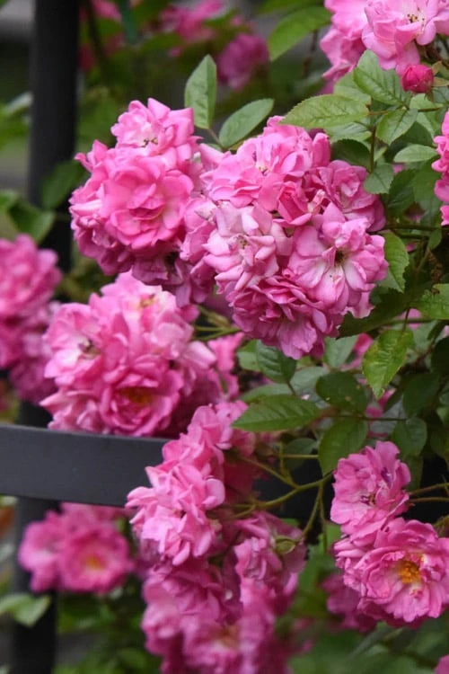 Peggy Martin Climbing Rose - 3 Gallon Pot 5 Peggy Martin Climbing Rose - 3 Gallon Pot - Image 5