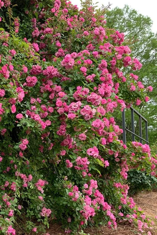 Peggy Martin Climbing Rose - 3 Gallon Pot 10 Peggy Martin Climbing Rose - 3 Gallon Pot - Image 10