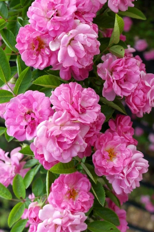 Peggy Martin Climbing Rose - 3 Gallon Pot 9 Peggy Martin Climbing Rose - 3 Gallon Pot - Image 9