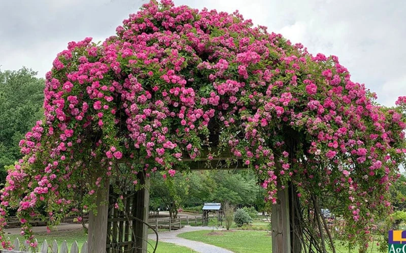 Peggy Martin Climbing Rose - 3 Gallon Pot 6 Peggy Martin Climbing Rose - 3 Gallon Pot - Image 6