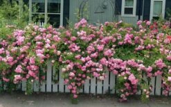 Peggy Martin Climbing Rose - 3 Gallon Pot 14 Peggy Martin Climbing Rose - 3 Gallon Pot -Healthy Plant Shop rosa peggy martin climbing rose 8