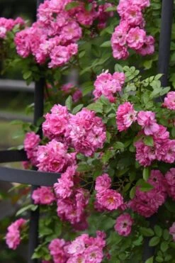 Peggy Martin Climbing Rose - 3 Gallon Pot 17 Peggy Martin Climbing Rose - 3 Gallon Pot -Healthy Plant Shop rosa peggy martin climbing rose 9