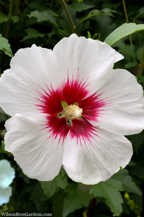 Red Heart Rose Of Sharon - 1 Gallon Pot 1 Red Heart Rose Of Sharon - 1 Gallon Pot