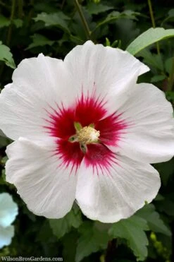 Red Heart Rose Of Sharon (Single Trunk Tree) - 5 Gallon Pot 9 Red Heart Rose Of Sharon (Single Trunk Tree) - 5 Gallon Pot -Healthy Plant Shop rose of sharon red heart 13