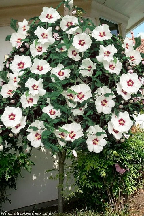 Red Heart Rose Of Sharon (Single Trunk Tree) - 5 Gallon Pot 1 Red Heart Rose Of Sharon (Single Trunk Tree) - 5 Gallon Pot