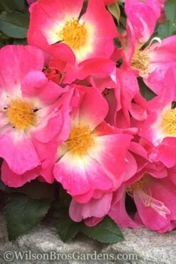 Pink Drift Groundcover Rose - 2 Gallon Pot -Healthy Plant Shop rose pink drift 11