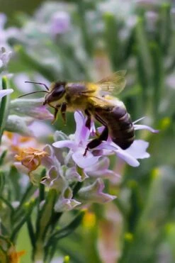 Salem Rosemary - 1 Gallon Pot -Healthy Plant Shop rosmarinus officinalis salem rosemary 6