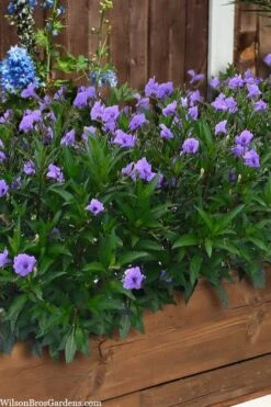 Mayan Compact Purple Mexican Petunia (Ruellia) - 5 Pack Quart Pots -Healthy Plant Shop ruellia simplex mayan compact purple mexican petunia 4
