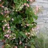 Rose Sensation Pink Climbing Hydrangea Vine - 1 Gallon Pot
