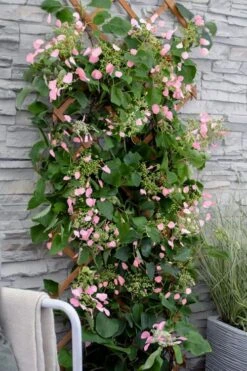 Rose Sensation Pink Climbing Hydrangea Vine - 1 Gallon Pot 15 Rose Sensation Pink Climbing Hydrangea Vine - 1 Gallon Pot -Healthy Plant Shop schizophragma hydrangeoides rose sensation climbing hydrangea 102