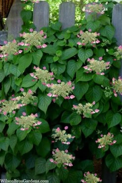 Rose Sensation Pink Climbing Hydrangea Vine - 1 Gallon Pot 16 Rose Sensation Pink Climbing Hydrangea Vine - 1 Gallon Pot -Healthy Plant Shop schizophragma hydrangeoides rose sensation climbing hydrangea 104