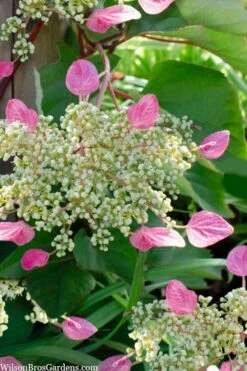 Rose Sensation Pink Climbing Hydrangea Vine - 1 Gallon Pot 12 Rose Sensation Pink Climbing Hydrangea Vine - 1 Gallon Pot -Healthy Plant Shop schizophragma hydrangeoides rose sensation climbing hydrangea 105