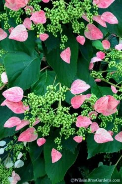 Rose Sensation Pink Climbing Hydrangea Vine - 1 Gallon Pot 17 Rose Sensation Pink Climbing Hydrangea Vine - 1 Gallon Pot -Healthy Plant Shop schizophragma hydrangeoides rose sensation climbing hydrangea 106
