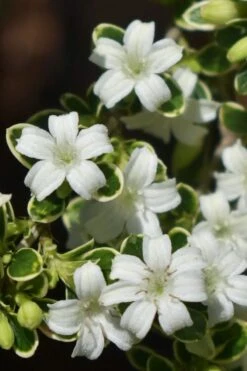 Variegated Snowbush (Serissa Japonica) - 1 Gallon Pot -Healthy Plant Shop serissa foetida variegata snowbush 5