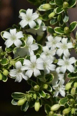 Variegated Snowbush (Serissa Japonica) - 1 Gallon Pot -Healthy Plant Shop serissa foetida variegata snowbush 6