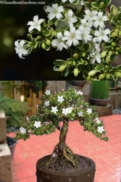 Variegated Snowbush (Serissa Japonica) - 3 Gallon Pot -Healthy Plant Shop serissa foetida variegata snowbush 7 1