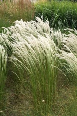 Peruvian Feather Grass (Stipa Ichu) - 1 Gallon Pot -Healthy Plant Shop stipa ichu peruvian feather grass 14