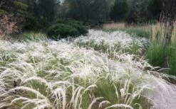 Peruvian Feather Grass (Stipa Ichu) - 1 Gallon Pot -Healthy Plant Shop stipa ichu peruvian feather grass 4