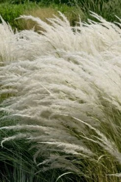Peruvian Feather Grass (Stipa Ichu) - 1 Gallon Pot -Healthy Plant Shop stipa ichu peruvian feather grass 7