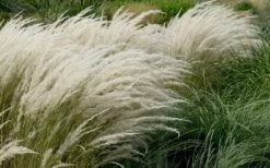 Peruvian Feather Grass (Stipa Ichu) - 1 Gallon Pot -Healthy Plant Shop stipa ichu peruvian feather grass 8
