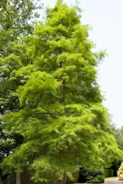 Green Whispers Bald Cypress (Taxodium Distichum) - 7 Gallon Pot (6-7') 14 Green Whispers Bald Cypress (Taxodium Distichum) - 7 Gallon Pot (6-7') -Healthy Plant Shop taxodium distichum green whispers bald cypress tree 1