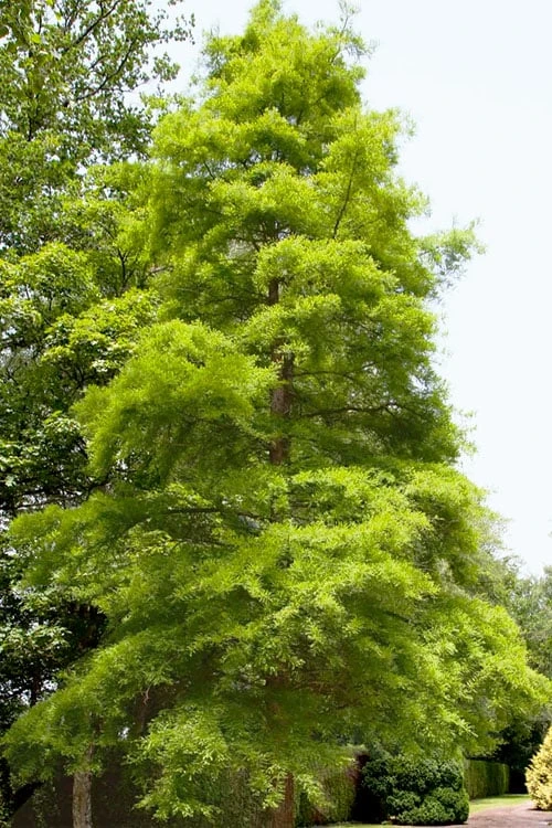 Green Whispers Bald Cypress (Taxodium Distichum) - 7 Gallon Pot (6-7') 7 Green Whispers Bald Cypress (Taxodium Distichum) - 7 Gallon Pot (6-7') - Image 7