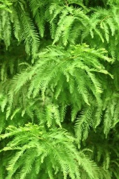 Green Whispers Bald Cypress (Taxodium Distichum) - 7 Gallon Pot (6-7') 12 Green Whispers Bald Cypress (Taxodium Distichum) - 7 Gallon Pot (6-7') -Healthy Plant Shop taxodium distichum green whispers bald cypress tree 2