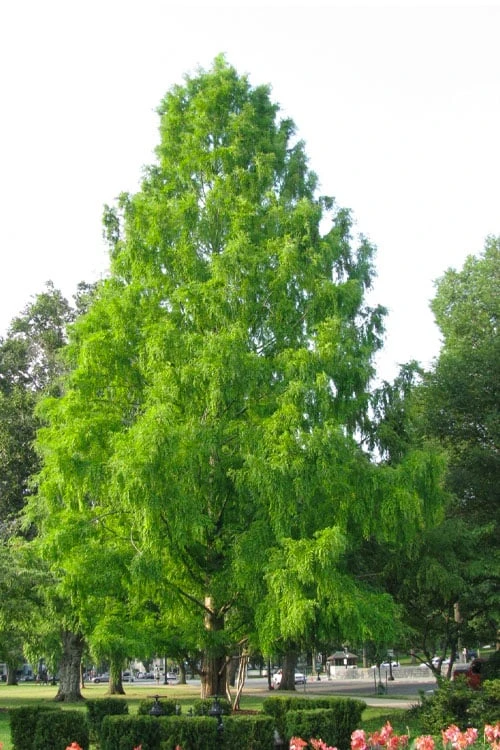 Green Whispers Bald Cypress (Taxodium Distichum) - 7 Gallon Pot (6-7') 1 Green Whispers Bald Cypress (Taxodium Distichum) - 7 Gallon Pot (6-7')