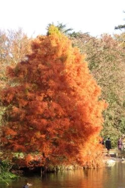 Green Whispers Bald Cypress (Taxodium Distichum) - 7 Gallon Pot (6-7') 15 Green Whispers Bald Cypress (Taxodium Distichum) - 7 Gallon Pot (6-7') -Healthy Plant Shop taxodium distichum green whispers bald cypress tree 4