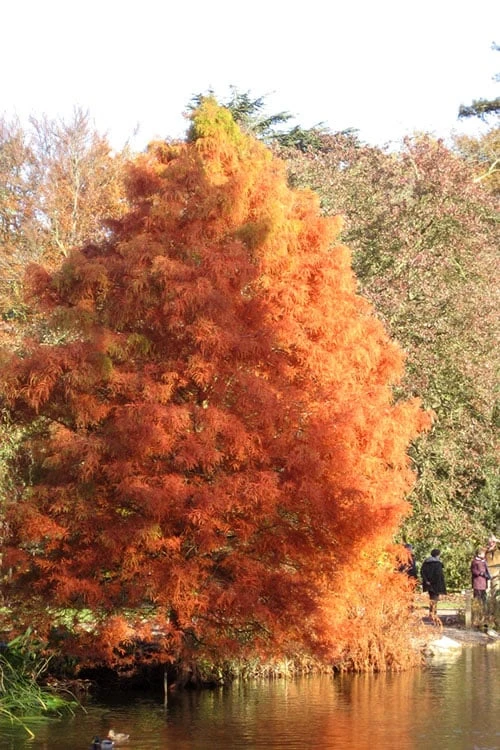 Green Whispers Bald Cypress (Taxodium Distichum) - 7 Gallon Pot (6-7') 8 Green Whispers Bald Cypress (Taxodium Distichum) - 7 Gallon Pot (6-7') - Image 8