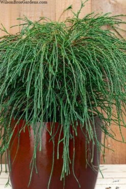 Whipcord Arborvitae - Thuja Plicata 'Whipcord' - 3 Gallon Pot 9 Whipcord Arborvitae - Thuja Plicata 'Whipcord' - 3 Gallon Pot -Healthy Plant Shop thuja plicata whipcord arborvitae 103 1