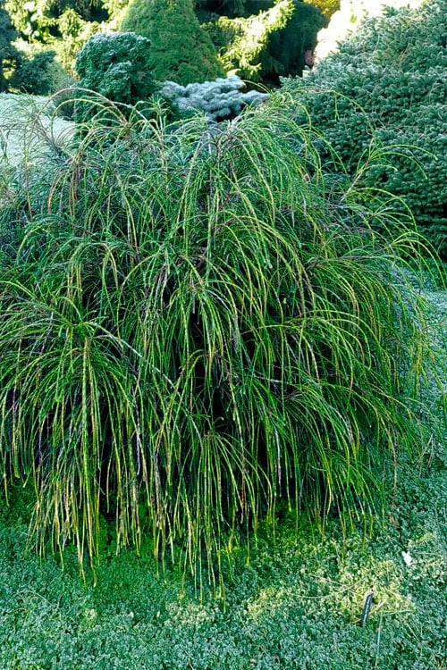 Whipcord Arborvitae - Thuja Plicata 'Whipcord' -1 Gallon Pot 4 Whipcord Arborvitae - Thuja Plicata 'Whipcord' -1 Gallon Pot - Image 4