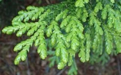 Hiba Arborvitae (Thujopsis Dolabrata) - 3 Gallon Pot -Healthy Plant Shop thujopsis dolabrata hiba arborvitae 1
