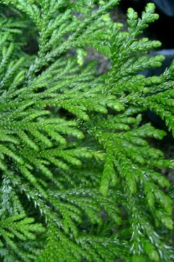 Hiba Arborvitae (Thujopsis Dolabrata) - 3 Gallon Pot -Healthy Plant Shop thujopsis dolabrata hiba arborvitae 10