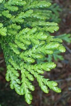 Hiba Arborvitae (Thujopsis Dolabrata) - 3 Gallon Pot -Healthy Plant Shop thujopsis dolabrata hiba arborvitae 11