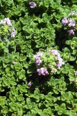 Leprechaun Creeping Thyme - 6 Pack Of Pint Pots -Healthy Plant Shop thyme leprechaun 500x750 1