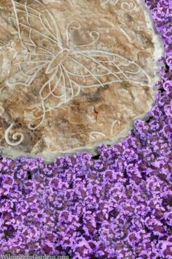 Caborn Wine & Roses Creeping Thyme - 5 Pack Of Pint Pots -Healthy Plant Shop thymus caborn wine and roses 2