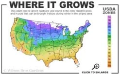 Mrs. Cholmondeley Clematis - 1 Gallon Pot -Healthy Plant Shop usda zone map 1