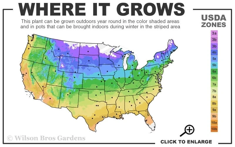 Bees Jubilee Clematis - 1 Gallon Pot 3 Bees Jubilee Clematis - 1 Gallon Pot - Image 3