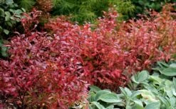 Wild Lowbush Blueberry Plant - 1 Gallon 17 Wild Lowbush Blueberry Plant - 1 Gallon -Healthy Plant Shop vaccinium angustifolium low bush blueberry 2