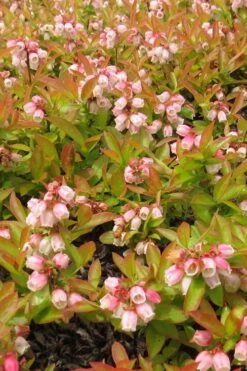 Wild Lowbush Blueberry Plant - 1 Gallon 16 Wild Lowbush Blueberry Plant - 1 Gallon -Healthy Plant Shop vaccinium angustifolium low bush blueberry 4