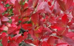 Wild Lowbush Blueberry Plant - 1 Gallon 14 Wild Lowbush Blueberry Plant - 1 Gallon -Healthy Plant Shop vaccinium angustifolium low bush blueberry 6