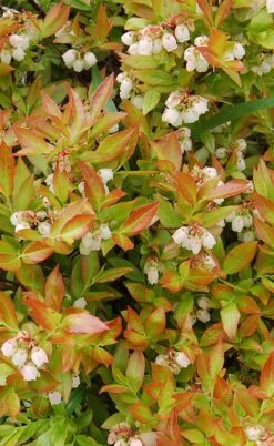 Wild Lowbush Blueberry Plant - 1 Gallon 12 Wild Lowbush Blueberry Plant - 1 Gallon -Healthy Plant Shop vaccinium angustifolium low bush blueberry 9