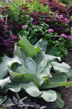 Giant Silver Mullien (Verbascum Bombyciferum) - 1 Gallon Pot -Healthy Plant Shop verbascum bombyciferum giant silver mullien 1