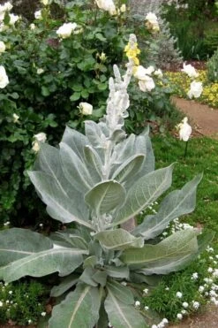 Giant Silver Mullien (Verbascum Bombyciferum) - 1 Gallon Pot -Healthy Plant Shop verbascum bombyciferum giant silver mullien 2
